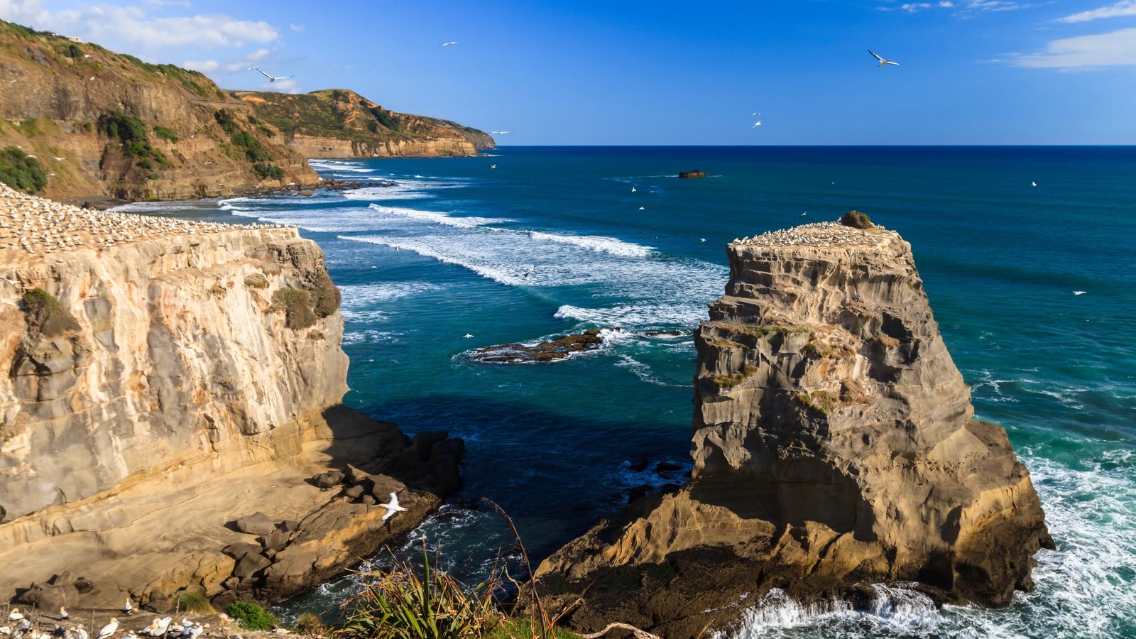 Coastal cliffs at sunrise, Auckland, New Zealand